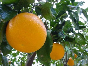 八朔のみずみずしさをお楽しみください