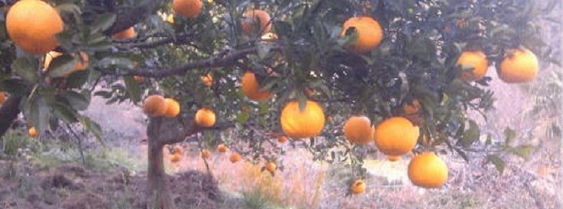 おかの農園の八朔畑